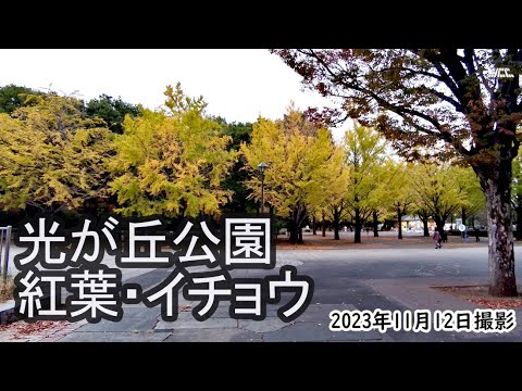 [4K] Folhas de outono, ginkgo e santuário de pássaros no Parque Hikarigaoka (12 de novembro de 2023)