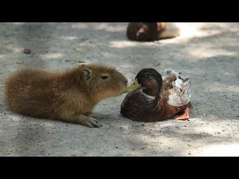 capybara & duck get along? or NOT?!