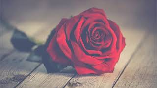 Teesy - Keine Rosen