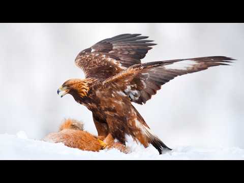 Golden Eagle: Why They're Called Golden Eagles, Size & More!