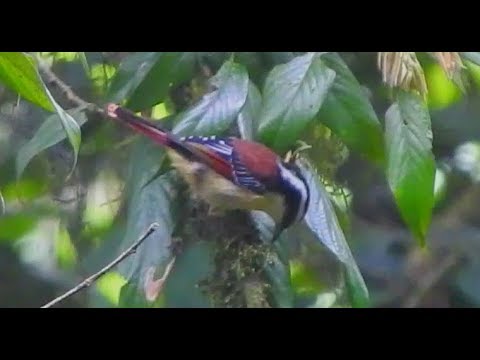 Minla červenochvostá (Minla ignotincta) — video o speve a chove