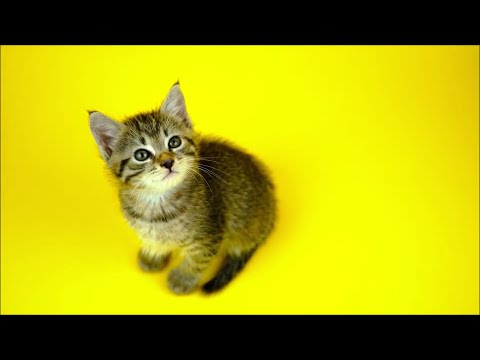 Cute cat video compilation in FULL HD.