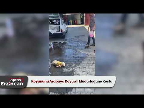 Koyununu Arabaya Koyup İl Müdürlüğüne Koştu