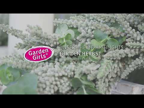 Unsere Highlights für den Herbst!