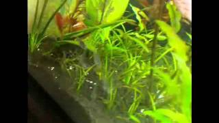 10 corydoras pygmaeus