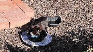 Feeding Stray Cats😺 Hungry Stray Kitten Lost His Sister
