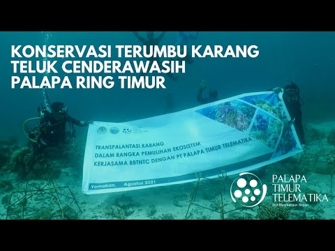 Konservasi Terumbu Karang Teluk Cenderawasih