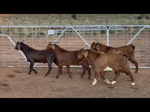 SLAM DUNK RED BOER BUCKS 359, 142, 488, 490