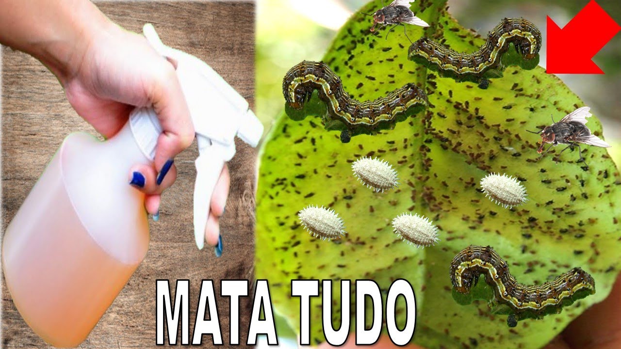 Mata Lagartas, Pulgão, Moscas Cochonilha e Formigas (Receita Fácil e Rápida sem Gastar)