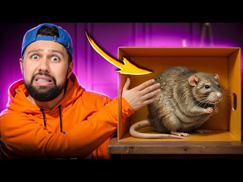 Գուշակիր ինչ է տուփի մեջ, որպեսզի հաղթես (Զզվելի…)