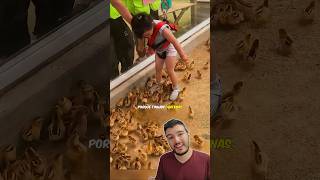 Ela Fez de TUDO pra Não PISAR nos Pintinhos! 🤣