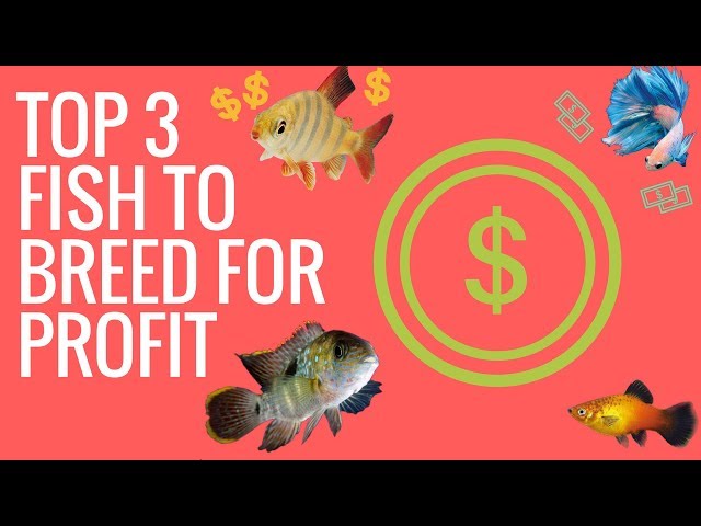TOP 3 FISH TO BREED FOR PROFIT (Guppies, Discus, Bristlenose)