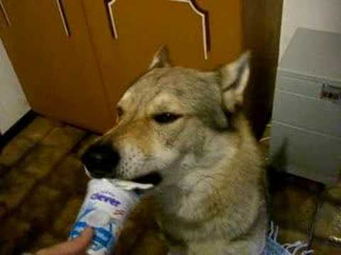 Tschechoslowakischer Wolfshund - Čehoslovaški vuk pes