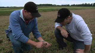 How cranberries are planted with Habelman Cranberries