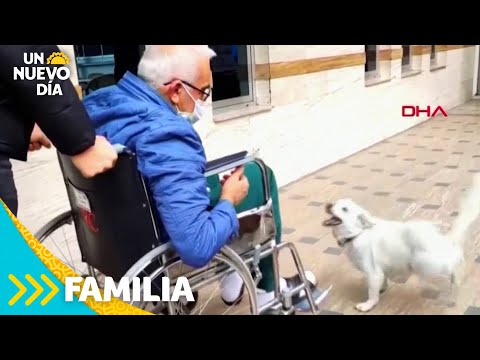 Tierno perrito espera a su dueño fuera del hospital | Un Nuevo Día | Telemundo