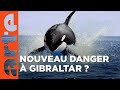 Orques de Gibraltar - D'étranges attaques | ARTE