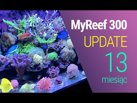 (161) MyReef 300 / Update / 13 miesięcy - Akwarium morskie - Reef aquarium