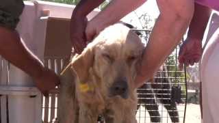 Baja Animal Sanctuary - Episode 1