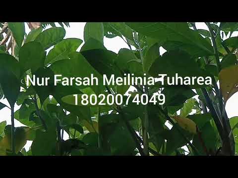 "Janji Tuhan" - Nur Farsah Meilinia Tuharea