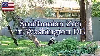 Unforgettable Meeting with an Adorable Panda! | パンダに癒される週末