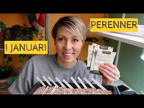 Tidig sådd av PERENNER i januari - Nu startar sommarens blomning!