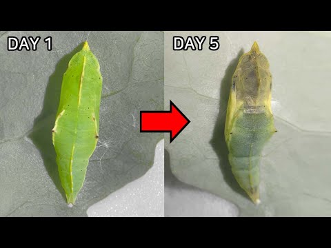 Was geschieht im Inneren einer Puppe (Chrysalis)?