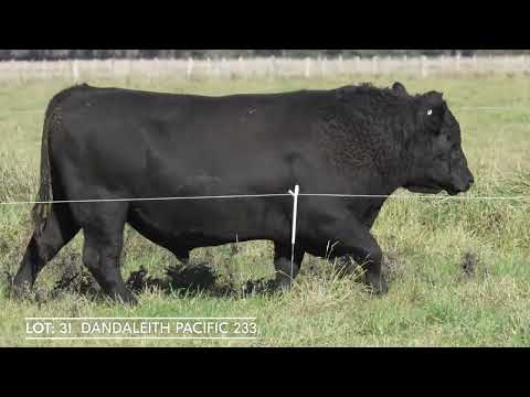 Lot 31 DANDALEITH PACIFIC 233