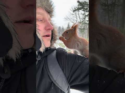 Passing a nut to a squirrel - mouth to mouth #cuteanimals
