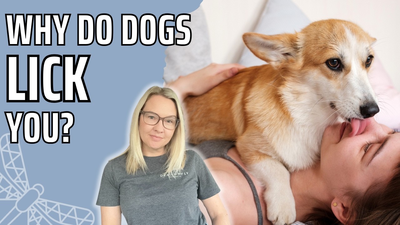 Why Do Dogs Lick You? | Video