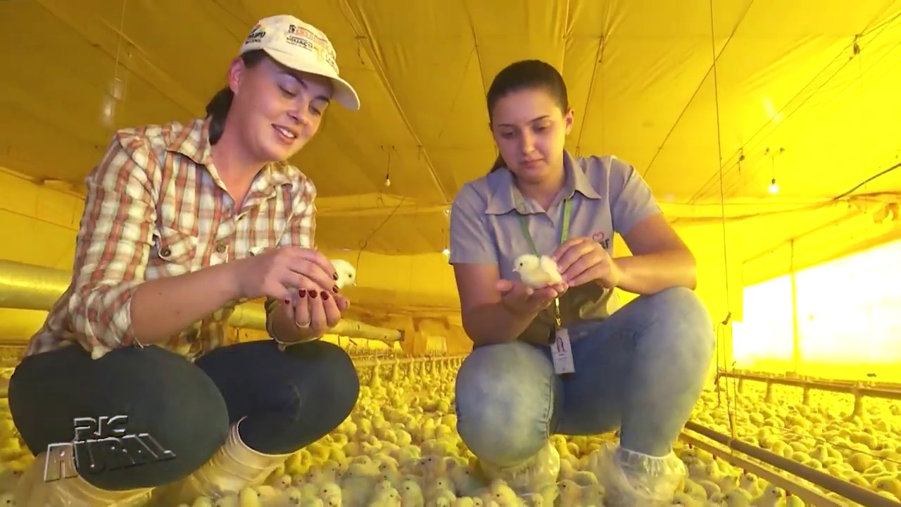 Engorda de frangos em aviários automatizados exige cuidados