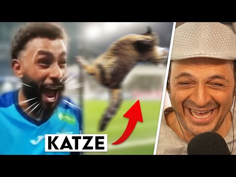 Animals are funny. Cats are incredibly funny.