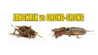 Download lagu Suara Gaang, Orong-orong & Jangkrik Asli dari Alam mp3 Download lagu Suara Gaang, Orong-orong & Jangkrik Asli dari Alam mp3