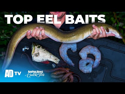 Top 3 Eel Baits - Predator Fishing Quickbite - Eel Fishing