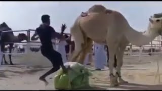 Shot On iPhone Meme (Camel Kick 😅)