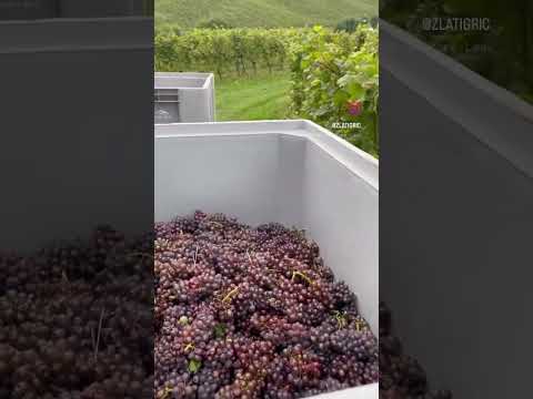 Harvest time at Zlati Grič Winery is at its end, enjoy the views #trending #wine