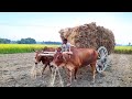 Bullock Cart Ride The Bullock Cart Got Stuck In The Deep Mud Village Agriculture