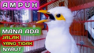 Download lagu apapun jalaknya pasti nyaut bunyi di pancing dengan suara burung jalak putih gacor ini mp3