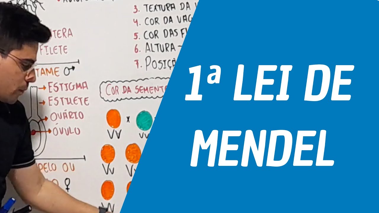 PRIMEIRA LEI DE MENDEL - GENÉTICA MENDELIANA - Prof. Emerson Inácio