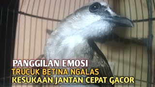 Download lagu Trucuk BETINA memanggil Jantan Suara Birahi Ngecuplik 100% pancingan trucukan gacor agar BUNYI EMOSI mp3
