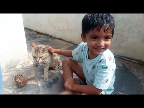 #Cat Ki Food Peduthunnadu Bhuvan