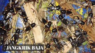 Download lagu HOW TO CATCH JALITENG CRICKETS IN THE DAYTIME WITH BARE HANDS _ Battlesurvival official. mp3