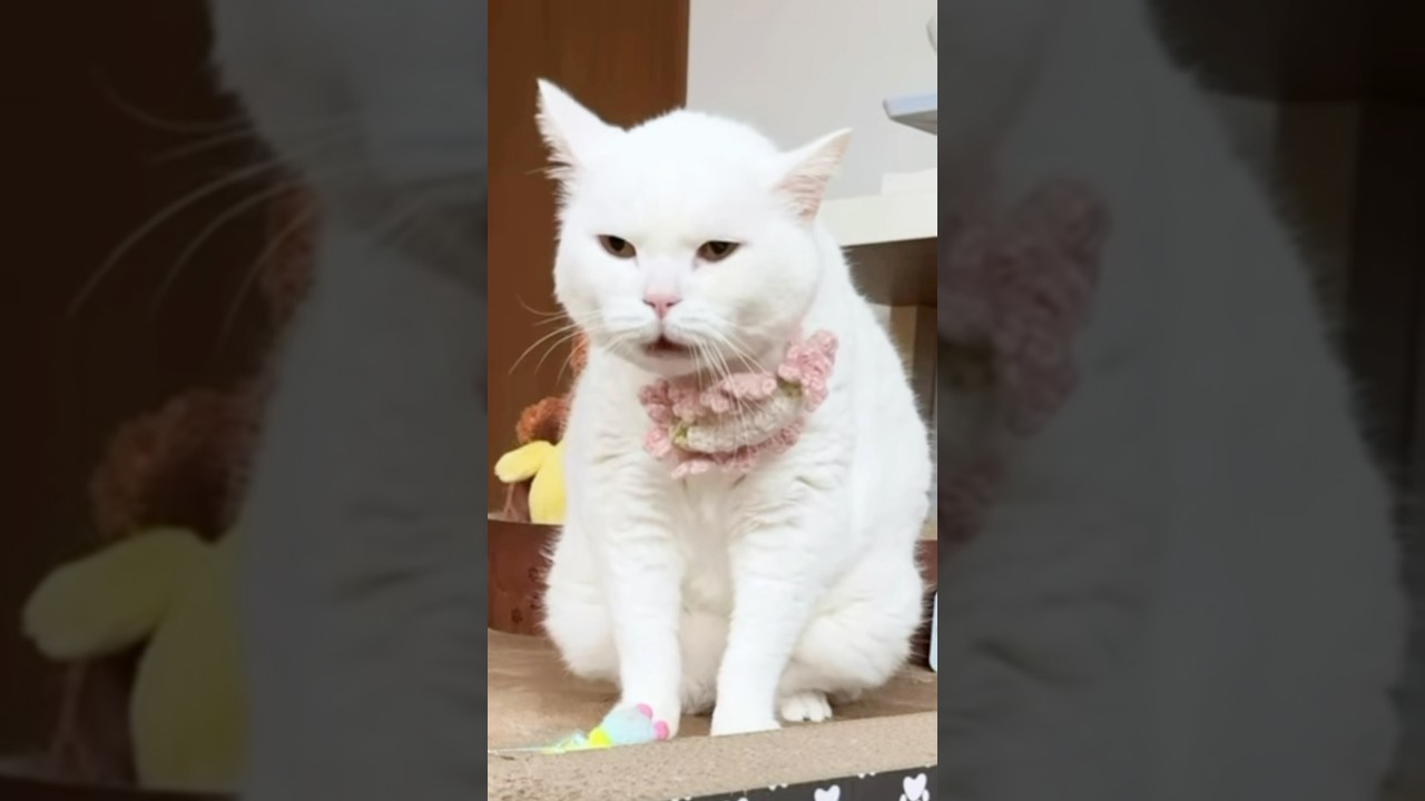 留守番中のオタケビ😾 A loud yell while home alone #cat #scottishfold #cute # #बिल्ली #pets #고양이 #猫 #قطه