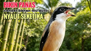 Download lagu toet toet suara cendet gacor PAGI SIANG SORE sangat efektif buat Pancingan cendet diam agr cpt bunyi mp3 Download lagu toet toet suara cendet gacor PAGI SIANG SORE sangat efektif buat Pancingan cendet diam agr cpt bunyi mp3