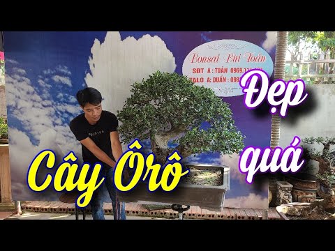 SH.6589. Tận mắt xem cây Bonsai Ô rô cổ hiếm gặp tại vườn cảnh Bùi Toản. Đth liên hệ 0969.114.131.