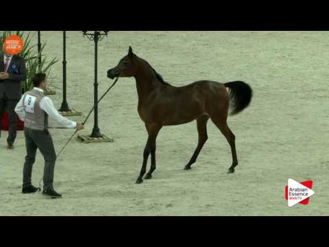 1ST - N.9 HDM MARIA APAL - Paris 2016 - Yearling Fillies (Class CM1 A)