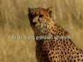 Antilope - Gepard - Mensch - Werbung lustig 