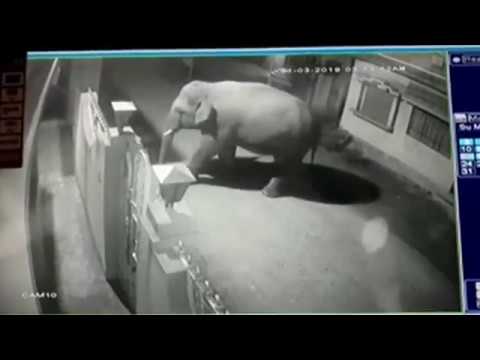 elephant attack in house