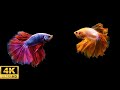 12 Hours Stunning 4K Betta Fish With Relax Music Relaxing Fish In Black Aquarium