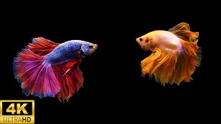 12 Hours Stunning 4K Betta Fish with Relax Music 🐠 Relaxing Fish in Black Aquarium