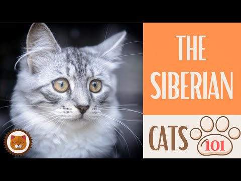 🐱 Cats 101 🐱 SIBERIAN CAT - Top Cat Facts about the SIBERIAN